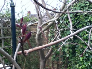 Brwon tree leafing up