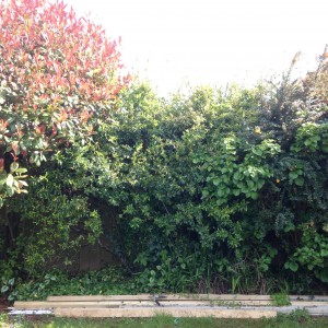 Hedge before