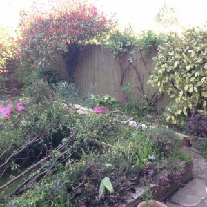 shed hedge chopped down (1024x1024)