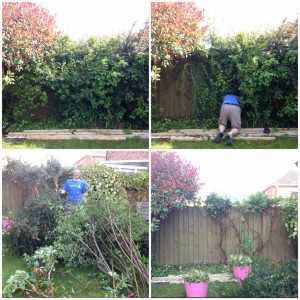 shed hedge montage (1024x1024)