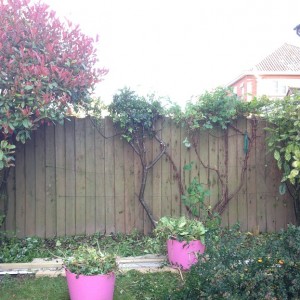 shed hedge nearly finished